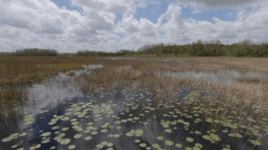 Grassy Waters Preserve Palm Beach, FL